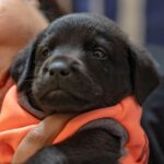 Swastika Mukherjee Instagram - UPDATE: ADOPTED. Miles, named after Miles Davis, is a sweet 6 week old Labrador Retriever mix pup available for adoption. He was part of an irresponsibly bred home litter and then discarded onto the streets because he is "too naughty". He's an absolute sweetheart and needs a patient family that will give him an amazing next 15 years of his life. He is presently in South Delhi but his adoption is open to all of Delhi and other accessible parts of NCR. To adopt him, DM @dod_spay_neuter and we will send you an adoption application form and further details on the process. Miles will be okay as an only dog or with other dogs/cats. He's very young and very sociable. Thank you @vineet.khunger for clicking him! #adoptdontshop #labmix #puppy Delhi, India