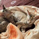 Swastika Mukherjee Instagram - Help these babies find a loving home. If you are ready to provide a loving home for these sweet siblings, reach out via WhatsApp at +919810063666 (only whatsapp active) Details below. Via @pawsforacausencr Meet Dhaniya & Mirchi, the sweetest and cuddliest kittens! 🐱🐱 These adorable siblings are 2.5 months old and were rescued from the streets of Delhi when their mother disappeared. They are up for adoption in pairs; For single kitten adoption, homes with a resident cat would also be considered, as it can provide them with companionship and socialization. Dhaniya & Mirchi are bundles of energy and love playing with each other. They're very friendly with humans and would run to you for licks and cuddles. They're quite independent and don't require constant human attention, but it's essential to supervise them during playtime. They are fully litter trained and have mastered the art of being neat and tidy. For their safety, Dhaniya & Mirchi must be adopted as 100% indoor cats, with no outdoor access unless they are trained to wear harnesses and secured. This means the adopter will need to cat-proof their home by netting balconies and ensuring a safe environment. 📸: Rohan, @thebigbluepanda and Pallavi, @themotherofdoggos🫶🏽 #adoptdontshop #CatsOfInstagram #kittens #rescueisbest #DelhiNCR #Foster #Adopt #kittenlove