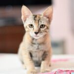 Swastika Mukherjee Instagram - Help these babies find a loving home. If you are ready to provide a loving home for these sweet siblings, reach out via WhatsApp at +919810063666 (only whatsapp active) Details below. Via @pawsforacausencr Meet Dhaniya & Mirchi, the sweetest and cuddliest kittens! 🐱🐱 These adorable siblings are 2.5 months old and were rescued from the streets of Delhi when their mother disappeared. They are up for adoption in pairs; For single kitten adoption, homes with a resident cat would also be considered, as it can provide them with companionship and socialization. Dhaniya & Mirchi are bundles of energy and love playing with each other. They're very friendly with humans and would run to you for licks and cuddles. They're quite independent and don't require constant human attention, but it's essential to supervise them during playtime. They are fully litter trained and have mastered the art of being neat and tidy. For their safety, Dhaniya & Mirchi must be adopted as 100% indoor cats, with no outdoor access unless they are trained to wear harnesses and secured. This means the adopter will need to cat-proof their home by netting balconies and ensuring a safe environment. 📸: Rohan, @thebigbluepanda and Pallavi, @themotherofdoggos🫶🏽 #adoptdontshop #CatsOfInstagram #kittens #rescueisbest #DelhiNCR #Foster #Adopt #kittenlove