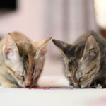 Swastika Mukherjee Instagram - Help these babies find a loving home. If you are ready to provide a loving home for these sweet siblings, reach out via WhatsApp at +919810063666 (only whatsapp active) Details below. Via @pawsforacausencr Meet Dhaniya & Mirchi, the sweetest and cuddliest kittens! 🐱🐱 These adorable siblings are 2.5 months old and were rescued from the streets of Delhi when their mother disappeared. They are up for adoption in pairs; For single kitten adoption, homes with a resident cat would also be considered, as it can provide them with companionship and socialization. Dhaniya & Mirchi are bundles of energy and love playing with each other. They're very friendly with humans and would run to you for licks and cuddles. They're quite independent and don't require constant human attention, but it's essential to supervise them during playtime. They are fully litter trained and have mastered the art of being neat and tidy. For their safety, Dhaniya & Mirchi must be adopted as 100% indoor cats, with no outdoor access unless they are trained to wear harnesses and secured. This means the adopter will need to cat-proof their home by netting balconies and ensuring a safe environment. 📸: Rohan, @thebigbluepanda and Pallavi, @themotherofdoggos🫶🏽 #adoptdontshop #CatsOfInstagram #kittens #rescueisbest #DelhiNCR #Foster #Adopt #kittenlove