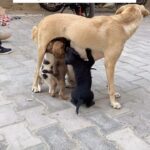 Swastika Mukherjee Instagram - Update = They all are adopted❤️‍🩹 There were total 7 puppies out of which one is no more, three is successfully adopted and Three is still looking for their forever home. They are not safe on road as their mother is no more please please help us to get them adopted asap! Brown one is male rest 2 are females. Age = 50 days old Breed = Indie Contact :- 9560720817 #rescue #adopt #adoptdontshop #dogsofinstagram #doglover #dog #dogfeeding #reels #reelsinstagram #reelitfeelit #explore #help #share #instagram #instagood #adoptdontshop #adopt