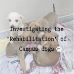 Swastika Mukherjee Instagram - Hello! 7 dogs have been held captive inside Shiv Nadar University for the past 1.5months for reason as stupid as barking, overturning dustbins, entering classrooms. The students have begged and pleaded the university to let them go but they have refused. This is an investigation into the illegal capture of the University dogs. Please share this on your stories and ask people to tag PFA . These 7 lives depend on us 🙏 @pfa.official @doggsofsnu Via @campuscaravan An investigation into the recent construction of a "Dog Rehabilitation Center" within the Shiv Nadar University, Greater Noida campus has led to the rise of certain concerns and questions from students, especially those from Dogs of SNU. This piece looks into these concerns and highlights possible solutions for the same.