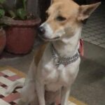 Swastika Mukherjee Instagram - UPDATE — SHE HAS BEEN FOUND ❤️❤️ URGENT 🆘 HELP FIND LYLA, FEMALE INDIE This kid is missing since 20th of November, morning. Her parents are an old couple who are unable to go out and search for her. She was last seen at LAKE GARDENS, PNB Bank near the Rail Track Please come forward and help look for her. If you spot her or get any leads, please contact Rajeev Kapoor 9830039764 9831175229
