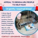 Swastika Mukherjee Instagram - BLOOD DONATION APPEAL,BENGALURU- MAX URGENTLY NEEDS HELP Via @vosd.in A donor dog of the negative blood group is urgently needed to help Max, a 7-year-old lab retriever, who is suffering from tick fever and has been losing blood through urine for the past two days.  Please contact the owners at 9110504824, 6304288408.  Max is getting treatment at Cessna Lifeline Veterinary hospital,Domuluru, Amarajyoti Layout,Bengaluru.  Kindly come forward and help Max make a swift recovery.