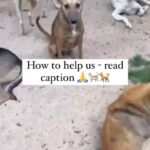 Swastika Mukherjee Instagram - HELP THEM TAKE CARE OF THE DOGS IN GAZA ‼️ Donation link on their bio and mine. Spread the word. Posted • @sulalaanimalrescue We thank everybody so much for the support and messages flooding in. Saeed would want to talk to each and every one of you and thank you individually, but it’s becoming a bit overwhelming. I promise I’ll post all updates in the stories, and I’m answering most frequently asked questions below: How to help? Gaza is completely closed off, even before the war it was almost impossible to send goods. If you want to help us you can: 1. donate (PayPal and Animals Australia appeal link in bio - 100% of donations will go to us) 2. Tell other people about us How will donations work if nothing is coming in or out? At this moment, there is still dog and cat food in Gaza. The estimated stock at the beginning of the war was about a month, so they haven’t run out yet. Of course we will keep posting updates. ATMs are also still working. Ia there still water? Yes, but no fuel to operate the motors to pump it. So people are filling their bottles of water from people who go around with water in barrels selling it. We are still buying water for the animals. Are the animals safe? Nowhere in Gaza is safe. This has never been more true than now. The bombing has never been this bad before. But Sulala is doing everything to keep them safe, and are even moving them around from place to place to keep them safer. Can we get animals out of Gaza? They would have to go to Egypt and that is not an option now. The Egyptian border isn’t open for humans, how would animals go out. Even before the war, when people crossed into Egypt, they weren’t allowed to bring their pets. So we get this question a lot but the idea is really not on the table at this moment. Will Saeed go the Egypt when the border opens? He will be the last person to go. His place is in Gaza and his animals are in Gaza, and everything he has in here. Egypt is a very poor country, Palestinians aren’t wanted there. It also doesn’t seem like an option. —> continued in comments