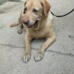 Swastika Mukherjee Instagram - Need to raise 23,500 INR for Pancchi 11,500 for surgery plus 12000 for medical boarding (400 per day) Meet Panchhi ❤️ Our angel, was abandoned on roads by some moron because she had a cancerous growth on her leg. We sent the ambulance and got her picked from there. In the evening we got her vet visit done and got her operated too. She had her surgery twice and now she is in a medical boarding home for time being. She is up for adoption in Delhi-NCR. If you are someone who can give her all the love and care then do let us know :) We need to raise 11,500 for surgery, 12000 for medical boarding. We need your support in this. Please help PAYTM/GPAY - 9868360385 Bank Account Details Name - Dulaar Amanat Foundation Account No. - 101888700000055 IFSC - YESB0001018 Delhi, India