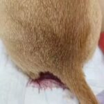 Swastika Mukherjee Instagram - Please donate. Even if you cannot, please share this as much as possible. Posted @withregram • @paw_in_need We lost another kitten to FPV yesterday. All our kids are sick and fighting. Now out of 6 we've only 3 kittens with us. We've been running to the clinic with the kittens 2 times a day for more than 2 weeks now. Though our days are chaotic, while nights are sleepless, we're putting in our all to save the remaining babies. This calamity is such that we can't even take a minute to grieve for the babies we lost, for that single minute we loose or utilise, another babies fate gets decided. Our remaining 3 kittens are still putting up a strong fight with the help of dedicative supportive treatment. Please pray for their lives. Also, as much as we need your prayers, we are also in need of urgent financial aid to overcome the crisis we are going through. It'll be really helpful if you could give us a little hand to cover the outstanding cost of their treatment. Here are the details if you'd like to help:- Paytm - 8171762700 phonepe - 7091486657 GPay:- 7091486657 Paypal:- https://www.paypal.me/sonalitripathi Samridhi Charitable Trust Axis bank Ashok Nagar Branch A/C no.-917020012067821 ifc code - UTIB0000837