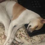 Swastika Mukherjee Instagram - UPDATE — SHE HAS BEEN FOUND ❤️❤️ URGENT 🆘 HELP FIND LYLA, FEMALE INDIE This kid is missing since 20th of November, morning. Her parents are an old couple who are unable to go out and search for her. She was last seen at LAKE GARDENS, PNB Bank near the Rail Track Please come forward and help look for her. If you spot her or get any leads, please contact Rajeev Kapoor 9830039764 9831175229