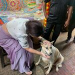 Swastika Mukherjee Instagram – Met these 2 loveliest souls while shooting at Kasba Bajaar. 
First one is BHOLA, kheye kheye motu hoye geche and is extremely loved by the people there. 
The second one is ADURI. Jotokhon chhilam gaye uthe chete ador kore gelo. 
They always have so much love to give 💕
One just needs to pat them a little bit. 
And I have done some teeth inspections as well. They are healthy and hearty. Kasba Fish Market