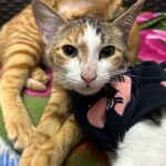 Swastika Mukherjee Instagram - ADOPTION APPEAL 🌼 Three kittens of 4 months (1 male & 2 female) are up for adoption in DELHI-NCR! They are litter trained and are very playful. We need someone who can either adopt them in pair or a family who already have a cat with them. We request you all to kindly share this appeal and help us in finding a home for them 🐾 Delhi, India