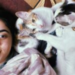 Swastika Mukherjee Instagram – ADOPTION APPEAL 🌼 

Three kittens of 4 months (1 male & 2 female) are up for adoption in DELHI-NCR!

They are litter trained and are very playful.
We need someone who can either adopt them in pair or a family who already have a cat with them.
We request you all to kindly share this appeal and help us in finding a home for them 🐾 Delhi, India