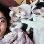 Swastika Mukherjee Instagram - ADOPTION APPEAL 🌼 Three kittens of 4 months (1 male & 2 female) are up for adoption in DELHI-NCR! They are litter trained and are very playful. We need someone who can either adopt them in pair or a family who already have a cat with them. We request you all to kindly share this appeal and help us in finding a home for them 🐾 Delhi, India