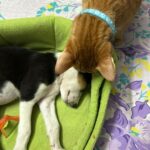 Swastika Mukherjee Instagram - Adopt Noor ❤️ Noor, hardly a month old indie pup was found yesterday while we were feeding our dogs. She was abandoned by someone here. We tried to find her mother but unfortunately couldn’t get any lead. She is with us as of now and now we are looking a family who can adopt her and can give her the best life that she actually deserves. We request you all to kindly share this appeal and help us in finding a home for her 🌸 Delhi, India