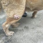 Swastika Mukherjee Instagram - Need to raise 23,500 INR for Pancchi 11,500 for surgery plus 12000 for medical boarding (400 per day) Meet Panchhi ❤️ Our angel, was abandoned on roads by some moron because she had a cancerous growth on her leg. We sent the ambulance and got her picked from there. In the evening we got her vet visit done and got her operated too. She had her surgery twice and now she is in a medical boarding home for time being. She is up for adoption in Delhi-NCR. If you are someone who can give her all the love and care then do let us know :) We need to raise 11,500 for surgery, 12000 for medical boarding. We need your support in this. Please help PAYTM/GPAY - 9868360385 Bank Account Details Name - Dulaar Amanat Foundation Account No. - 101888700000055 IFSC - YESB0001018 Delhi, India