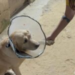 Swastika Mukherjee Instagram - Need to raise 23,500 INR for Pancchi 11,500 for surgery plus 12000 for medical boarding (400 per day) Meet Panchhi ❤️ Our angel, was abandoned on roads by some moron because she had a cancerous growth on her leg. We sent the ambulance and got her picked from there. In the evening we got her vet visit done and got her operated too. She had her surgery twice and now she is in a medical boarding home for time being. She is up for adoption in Delhi-NCR. If you are someone who can give her all the love and care then do let us know :) We need to raise 11,500 for surgery, 12000 for medical boarding. We need your support in this. Please help PAYTM/GPAY - 9868360385 Bank Account Details Name - Dulaar Amanat Foundation Account No. - 101888700000055 IFSC - YESB0001018 Delhi, India