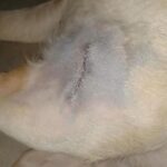 Swastika Mukherjee Instagram - Need to raise 23,500 INR for Pancchi 11,500 for surgery plus 12000 for medical boarding (400 per day) Meet Panchhi ❤️ Our angel, was abandoned on roads by some moron because she had a cancerous growth on her leg. We sent the ambulance and got her picked from there. In the evening we got her vet visit done and got her operated too. She had her surgery twice and now she is in a medical boarding home for time being. She is up for adoption in Delhi-NCR. If you are someone who can give her all the love and care then do let us know :) We need to raise 11,500 for surgery, 12000 for medical boarding. We need your support in this. Please help PAYTM/GPAY - 9868360385 Bank Account Details Name - Dulaar Amanat Foundation Account No. - 101888700000055 IFSC - YESB0001018 Delhi, India
