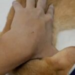 Swastika Mukherjee Instagram - Please donate. Even if you cannot, please share this as much as possible. Posted @withregram • @paw_in_need We lost another kitten to FPV yesterday. All our kids are sick and fighting. Now out of 6 we've only 3 kittens with us. We've been running to the clinic with the kittens 2 times a day for more than 2 weeks now. Though our days are chaotic, while nights are sleepless, we're putting in our all to save the remaining babies. This calamity is such that we can't even take a minute to grieve for the babies we lost, for that single minute we loose or utilise, another babies fate gets decided. Our remaining 3 kittens are still putting up a strong fight with the help of dedicative supportive treatment. Please pray for their lives. Also, as much as we need your prayers, we are also in need of urgent financial aid to overcome the crisis we are going through. It'll be really helpful if you could give us a little hand to cover the outstanding cost of their treatment. Here are the details if you'd like to help:- Paytm - 8171762700 phonepe - 7091486657 GPay:- 7091486657 Paypal:- https://www.paypal.me/sonalitripathi Samridhi Charitable Trust Axis bank Ashok Nagar Branch A/C no.-917020012067821 ifc code - UTIB0000837