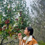 Tamanna Vyas Instagram – This is the apple-iest day of my life! 🍎 🍎 😋

#apple #appleorchards #applepicking #appletree #manali #travelgram #tamanna #tamannavyas Manali, Himachal Pradesh