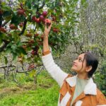 Tamanna Vyas Instagram - This is the apple-iest day of my life! 🍎 🍎 😋 #apple #appleorchards #applepicking #appletree #manali #travelgram #tamanna #tamannavyas Manali, Himachal Pradesh