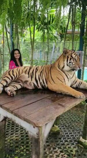 Tassnim Sheikh Instagram - Sher aaya sher aaya.
#reelsinstagram #reelitfeelit #instareels #tiger #instagram