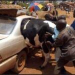 Abdul Razak Alhassan Instagram - 😂😂😂 how can you not Love Africa? All I want to know is which one of them came up with this idea. 😂😂😂