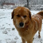 Akshaya hariharan Instagram - Swipe right for a kyootie🐕