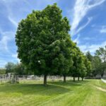 Alex Meneses Instagram - #sundayfunday #nature #naturephotography #naturelover #farm #horse #stable #horselife #midwest #trees #treesofinstagram #momlife