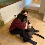 Alexandra Daddario Instagram - I’m fostering this dog, Bruno, (although I want to name him Gary but I’m not allowed to change his name), through @barknbitches… he is a pit bull/husky mix. About 1 year old. He is… the sweetest. This dog clearly had a home and was trained, and for some reason he was dropped off at the shelter and barely made it out. I saw him and thought, “he’s huge!”, but he’s so quiet and polite sometimes I forget he’s here as he sleeps on the kitchen rug. He is so kind and gentle, loving, sleeps through the night, is great with dogs and kids, (not cat tested but in my non-expert opinion I think he’d be fine), and walks amazing on a leash. I had a dog bark at him on a walk and he didn’t even flinch or pull, nor did he bark back. He plays fetch, and I gave him a shower last night and he didn’t complain once. If you are looking to adopt, please reach out to @barknbitches to schedule a meet and send in an application.