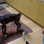 Alexandra Daddario Instagram - I’m fostering this dog, Bruno, (although I want to name him Gary but I’m not allowed to change his name), through @barknbitches… he is a pit bull/husky mix. About 1 year old. He is… the sweetest. This dog clearly had a home and was trained, and for some reason he was dropped off at the shelter and barely made it out. I saw him and thought, “he’s huge!”, but he’s so quiet and polite sometimes I forget he’s here as he sleeps on the kitchen rug. He is so kind and gentle, loving, sleeps through the night, is great with dogs and kids, (not cat tested but in my non-expert opinion I think he’d be fine), and walks amazing on a leash. I had a dog bark at him on a walk and he didn’t even flinch or pull, nor did he bark back. He plays fetch, and I gave him a shower last night and he didn’t complain once. If you are looking to adopt, please reach out to @barknbitches to schedule a meet and send in an application.