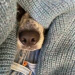 Alexandra Daddario Instagram - 🐴 🐐 🐕