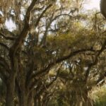 Alicia Keys Instagram - I love this song so much!!!! Don’t we all need a Lifeline?? The @thecolorpurple is so powerfully about sisterhood! About strength and resilience, about the lifeline we can be for each other! Who’s going on Dec 25th?? Video droppin’ sooooon!! 😉😉 I can be your lifeline, stay with you til the sunrise 💜🎶✨