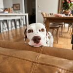 Amanda Cerny Instagram - This vacation is one for the books! Thank you @airbnb 🏠❄️ The home was somehow even better than the photos!! Felt like I packed up and moved to snowy Colorado, my pups were pleasantly confused😂😍🥰 #Breckenridge #Colorado WHERE TO NEXT?! 🤔 Breckenridge, Colorado