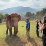 Amber Midthunder Instagram - Last month I got to visit @elephantnaturepark with my family and I truly cannot express how grateful I am to have been welcomed in by @lek_chailert and everyone there and to see all the amazing things being done by this place and these people to protect these beautiful beings 🤎✨ Elephant Nature Park