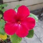 Ambika Ranjankar Instagram - Hope your week is full of happiness and joy, Wishing everyone for the reasons and opportunities for the same... #nature #naturelovers #flowers #hibiscus #inspiration #happy #midweek #wednesday #healing #power #miraculous #allowance #photobooth #post #instagram #creator #creators
