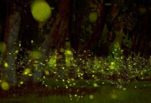 Amoghavarsha Instagram - Each year before monsoons thousands of fireflies are seen for about two weeks at IISC. This year I’m told the numbers have been a record high, may be due to less traffic and human activity. A little time and nature heals so well :) . . . #fireflies #iiscbangalore #nature #earthpix #bangalore #bengaluru #earth #filming #photography #canon IISc, Bangalore