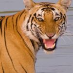 Amoghavarsha Instagram - Tigers 🐯 Watching India's dedication to tiger conservation fills my heart with hope. Their increased numbers is a testament to our love for these regal creatures. #WorldTigerDay #Tigers #India #Wildlndia