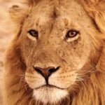 Amoghavarsha Instagram - Masai mara! africa!