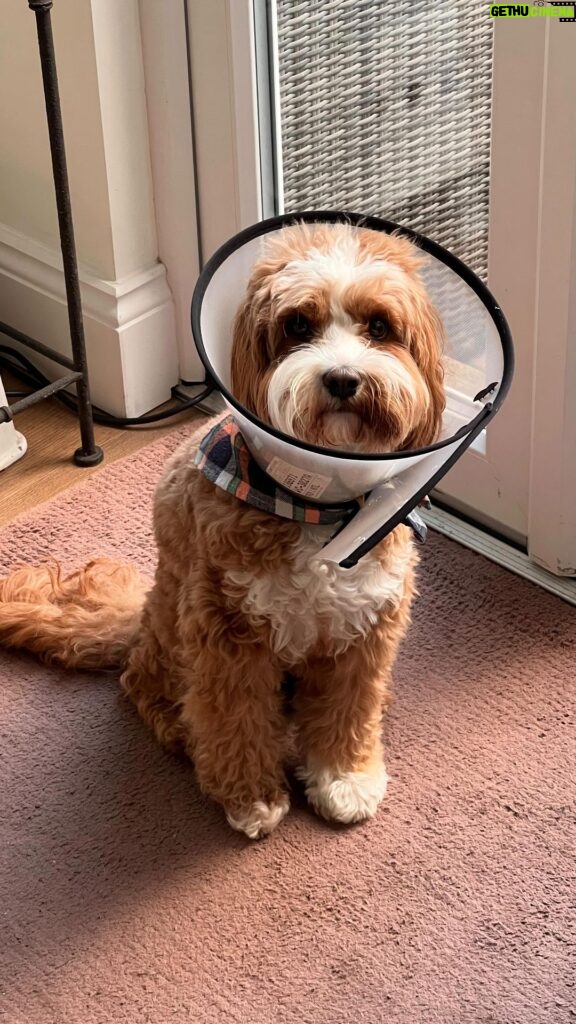 Andrea McLean Instagram - It’s our 4 things , quite a simple week this week and Teddy has a cone of shame 😂. What filled your cup this week that had nothing to do with work. #fillyourcup #midlife #masteringmidlife #thisgirlthisguy #husbandandwife