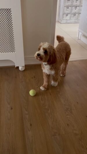 Andrea McLean Instagram - Tough love from mum and dad. 
#puppylove #dogsofinstagram #soreknee