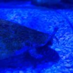 Andrew Neighbors Instagram - This is my conch what should I name him lol