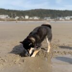Andrew Neighbors Instagram - Don’t eat the sand Cannon Beach, Oregon