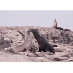 Andrey Polyanin Instagram - Pacific ocean