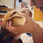 Anjali Anand Instagram - … with Dobby, it’s always Phagun ke mausam 🌻
