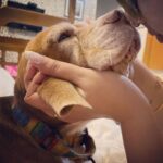 Anjali Anand Instagram - … with Dobby, it’s always Phagun ke mausam 🌻