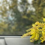 Anna Eremin Instagram - Em Fevereiro de 2022 a serra da Lousã estava toda amarela com cheiro a mimosas. Colhi este ramo e pus no tablier do carro. No dia seguinte, todas as notícias de todos os jornais do Mundo estavam cobertas de amarelo e azul 💔 10 dias de Guerra. 10 dias de Invasão. 10 dias de barbárie. 10 dias de um capricho de ego de um h̸o̸m̸e̸m̸ monstro só. Foda-se. Foda-se. Foda-se.