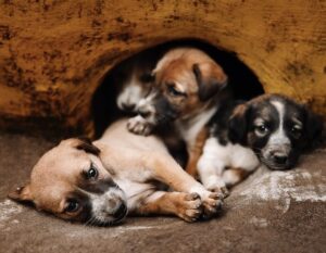 Arjun Kamath Instagram - Saw these fluffballs lounging at the entry point of the Ajanta Caves 🐶 

#arjunkamathphotography #puppylife