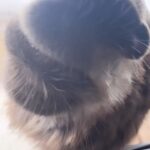 Artyom Khorev Instagram - Мои сладкие 🤗😘 Северная Осетия - Алания, Фиагдонское Ущелье
