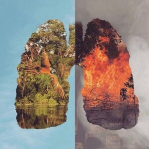 Ashleigh Cummings Instagram - The “lungs of our earth” are on fire. If our earth can’t breathe, neither can we.

Did you know this ecosystem ALONE provides 20% of the oxygen in Earth’s atmosphere & 10% of all known species?

It is vital to ALL life on Earth.
Swipe right to find out ways you can help... like reducing your consumption of animal products (most of these fires were initially lit to clear land for cattle) or even go plant-based (but check your soy and almond sources)! And support indigenous communities who are at the forefront of this fight (they’re fighting for ALL of us! See tags below)... Know that your voices & actions really do matter - on both an individual & political scale 💚 
@guajajarasonia 
@coiabamazonia 
@amazonwatch 
@amazonconservationteam 
@amazonfrontlines 
@greenpeacebrasil 
@ConservationOrg #PeopleNeedNature

Excerpts from an array of literature on the matter... (not my words!) Wildfires often occur in the dry season in Brazil, but this year has been worse than normal. Fires are deliberately started in efforts to illegally deforest land for cattle ranching.

72,000 fires have been detected between January and August & more than 9,500 forest fires since Thursday, mostly in the Amazon region.

In comparison, there were fewer than 40,000 in the whole of 2018.

So the two scariest numbers for understanding the fires are this: There are 80 percent more fires this year than there were last summer, according to the Brazilian government. This surge in burning has accompanied a spike in deforestation. More than 1,330 square miles of the Amazon rainforest have been lost since January, a 39% increase over the same period last year, according to The New York Times.

Why are these figures so important? Because Brazil’s political leadership has changed in the past year. On January 1, Jair Bolsonaro, a far-right populist who has openly pined for his country’s authoritarian past, was sworn in as president. During his campaign, he promised to weaken the Amazon’s environmental protections—which have been effective at reducing deforestation for the past two decades—and open up the rainforest to economic development. (Cntd in comments)