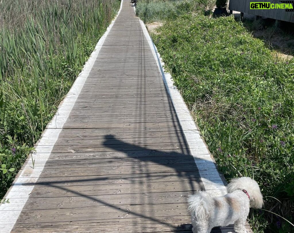 Augustus Prew Instagram - Fully forgot to take any photos for two weeks on Fire Island (except when my phone recorded me running by accident) because I guess I was just having so so so much goddamn fun 🤷🏻‍♂️😋 🫠 🌈🌈🏳️‍🌈🏳️‍⚧️Thanks to sweet baby supremo’s @dickiedibella and @robinlordtaylor for having me and @jefferyself at their Pines Palace and to @gidglick and @perrydubin just because I love them dearly 🥰 Fire Island Pines