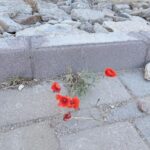 Bade Işcil Instagram - Etno-Köy Çıplak